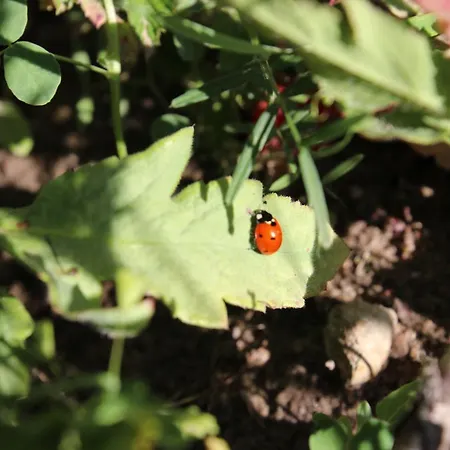 In بيت للعطل Gristow