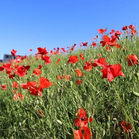 بيت للعطل In